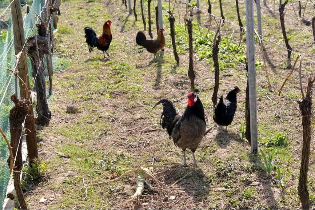 Gite L'Oeuf Ou La Poule, Parking Prive, Sur Domaine Viticole Ribeauville  Exterior photo